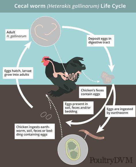9 Best Internal Parasites In Chickens Ideas Chickens Parasite Worms