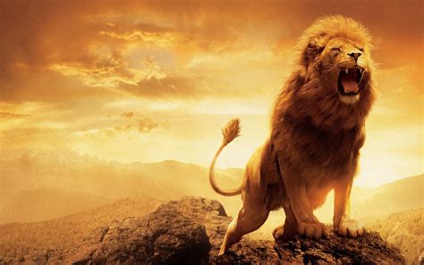 Watch And See The Lion Of Judah Roar And Reverse Everything Dreams