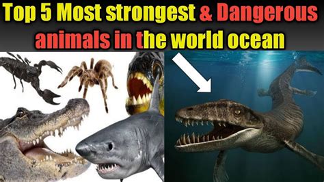 These Are The Top 10 Deadliest Animals On Earth Youtube