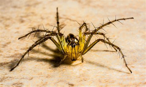 Free Photo Small Spider Spider Arachnids Free Image On Pixabay