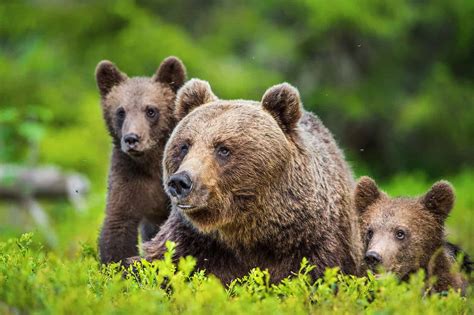 Bear Lifespan How Long Do Bears Live A Z Animals
