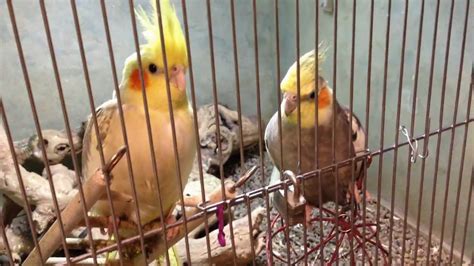 You might not have even heard of all these if you're looking for a something a little out of ordinary for a pet, you've come to the right place! A Tour of Exotic Pets (Pet Store) in Las Vegas, NV - YouTube