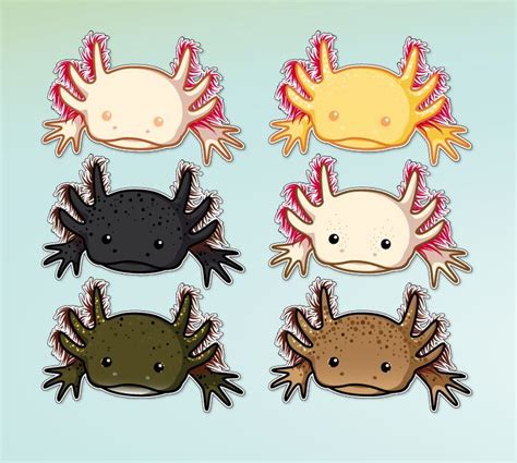 Image Result For Axolotl Ajolote Ajolote Dibujo Ilustraciones De
