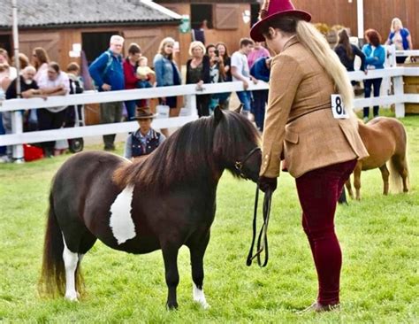 Photo Gallery Shetland Pony Stud Book Society