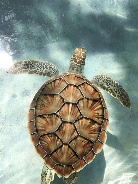 Emmasmartie Sea Turtlesturtles