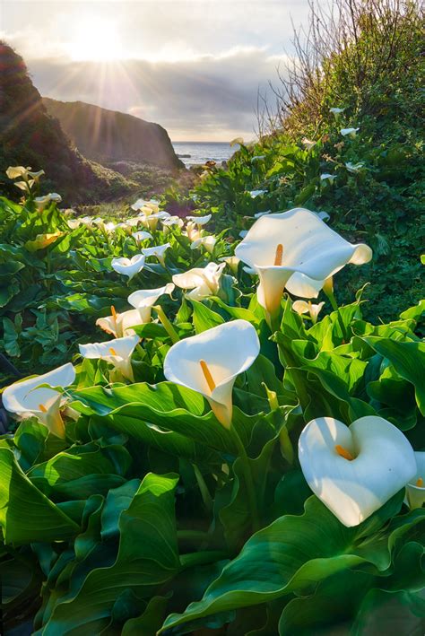 Calla Lilies Of Doud Creek Garrapata Sp California Flickr
