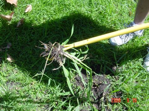 Crabgrass Control Removal Killer Crab Grass Weed Twister Remover Vs