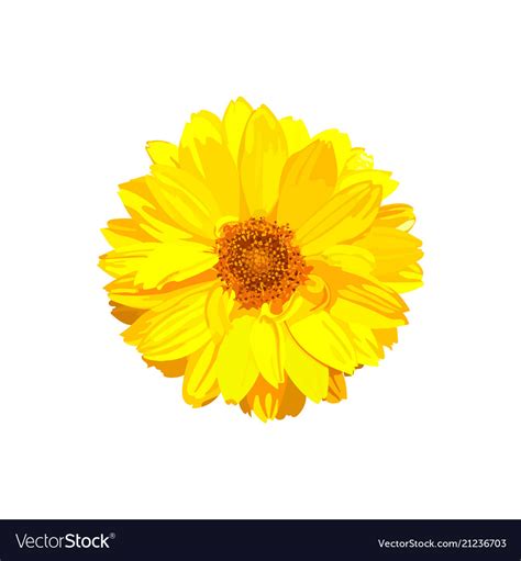Chrysanthemum Flower Floral Isolated Royalty Free Vector