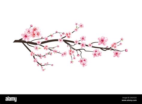 Cherry Blossom Branch With Watercolor Sakura Flower Blooming Realistic