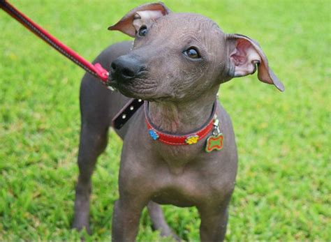 Perro Sin Pelo Del Perú Viringo Todo Sobre Esta Raza