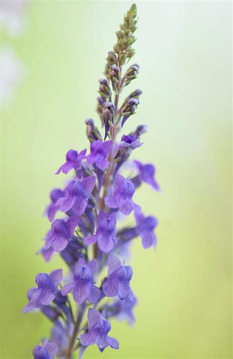 Purple Toadflax Linaria Purpurea In Flower Photograph By Maria