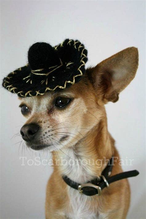 Dog Sombrero Small Dog Sombrero Cinco De Mayo Black Mariachi Hat