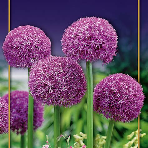 Allium Pinball Wizard Köp höstlökar online Wexthuset