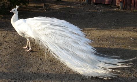 What does westlife's song beautiful in white mean? Beautiful White Peacock Bird Image | HD Wallpapers