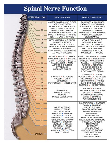 Spinal Nerve Locations And Functions