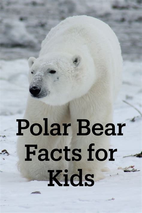 Polar Bear Facts For Kids Kids Play And Create Polar Bear Facts