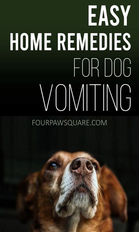 Simply like humans, dogs can get stressed too. Easy Home Remedies for Dog Vomiting