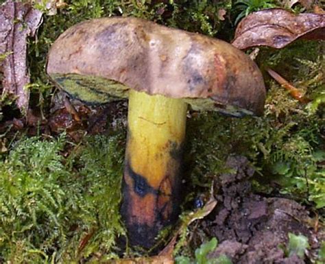Cyanoboletus Pulverulentus Inkstain Bolete Mushroom