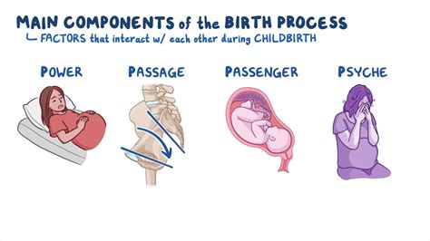 Labor And Birth Processes Osmosis Video Library