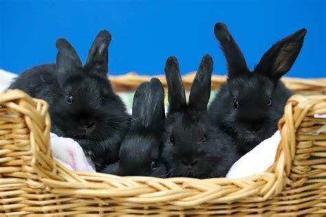 Adopt Me Are You Looking For Some Bunny To Love Newmarket News