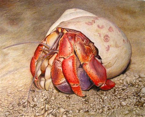 I painted a hermit crab (i.redd.it). Hermit Crab Drawing by Corrina Thurston