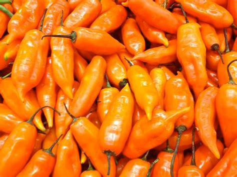 Aji Amarillo Facts Health Benefits And Nutritional Value