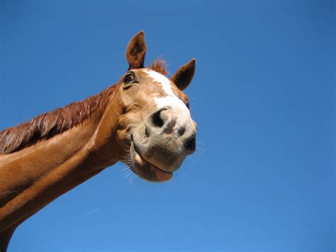 Ещё раз про счастье и благополучие лошади Первый Конный