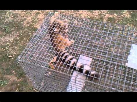Metal traps can make a lot of noise when they hit the ground which may spook cats. Ringtail cat caught in a Bobcat set, put in a live trap ...