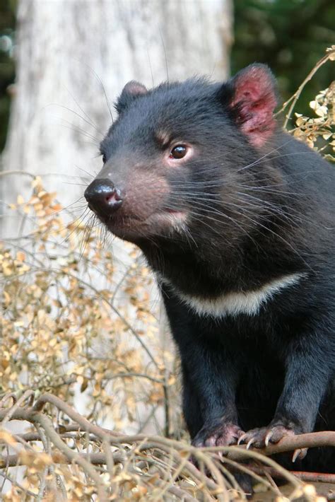 Australia S Top 25 Most Dangerous Animals Lifedaily Riset
