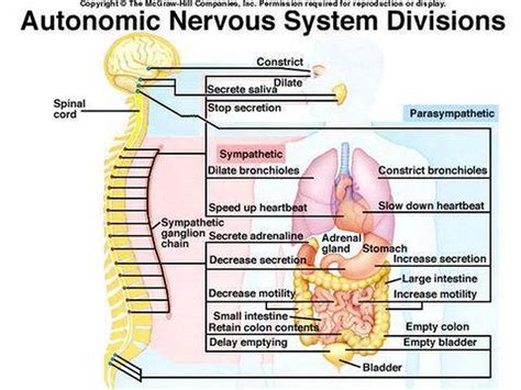 Neurons cells from the brain under the microscope view for education. Pictures Of Autonomic Nervous System