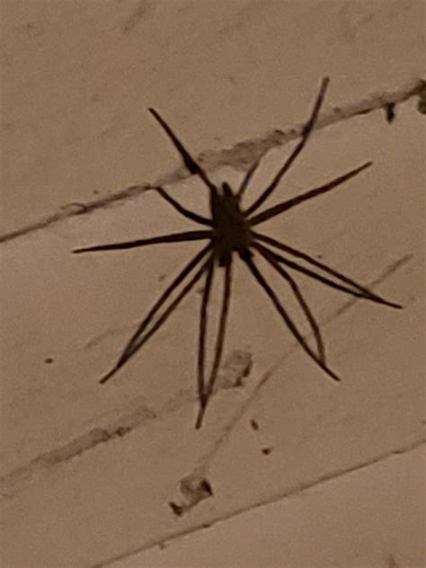 Spiders can easily slip underneath a closed door in the middle of the night; Unidentified spider in Alton, Illinois United States
