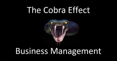 The Cobra Effect In Business Management Blog Joydeep Deb