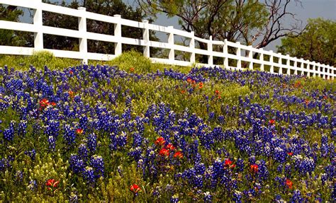 Texas Spring Photograph By Brian Kerls