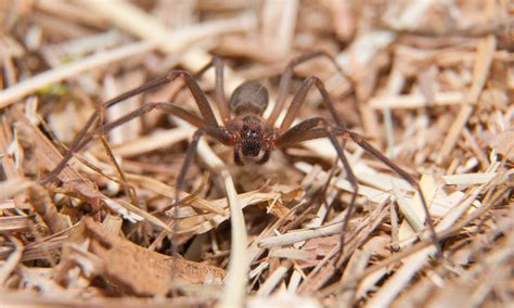 Spider Spotlight All About The Brown Recluse Spider Drive Bye Pest