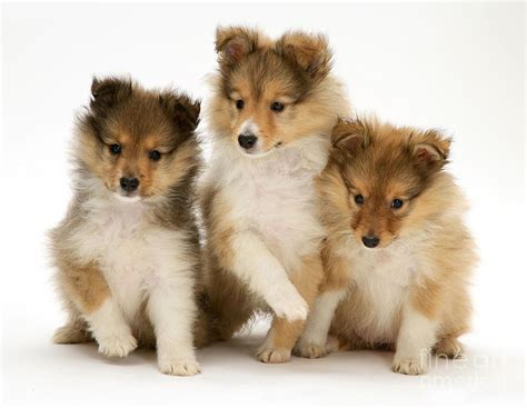 Sheltie Puppies Photograph By Jane Burton Fine Art America