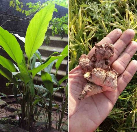 How To Grow Ginger At Home A Complete Guide Gardening Tips