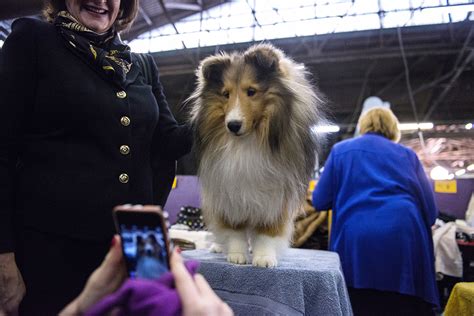The 145th annual westminster kennel club dog show 2021 live stream will be held at lyndhurst, a property of the national trust. The 140th Westminster Kennel Club Dog Show at Madison ...