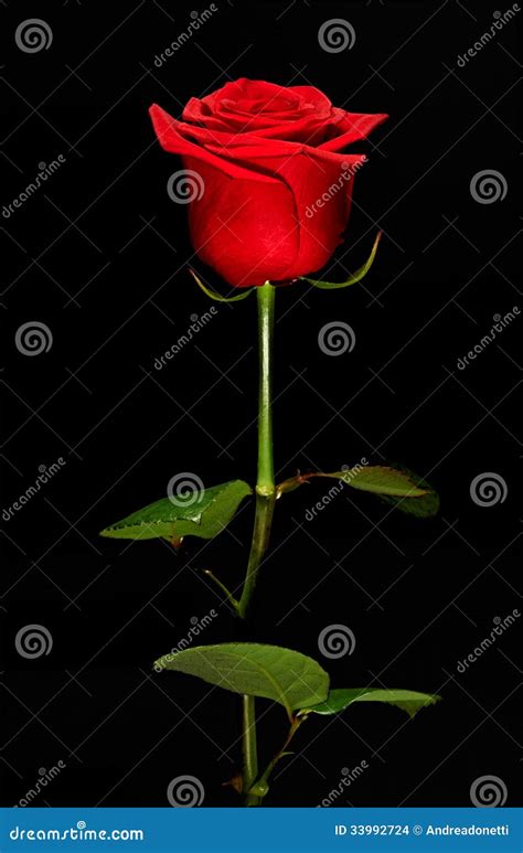 Single Romantic Red Rose Stock Images Image 33992724
