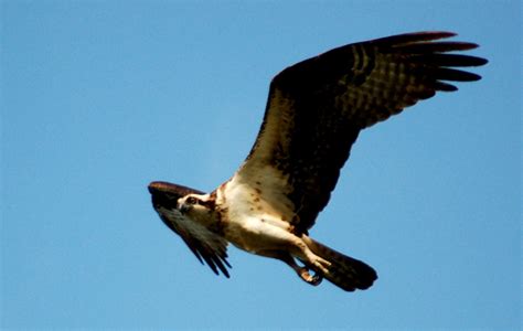 Some of the most frequently located are the birds of prey which are often referred to as raptors. EduPic Birds of Prey Images