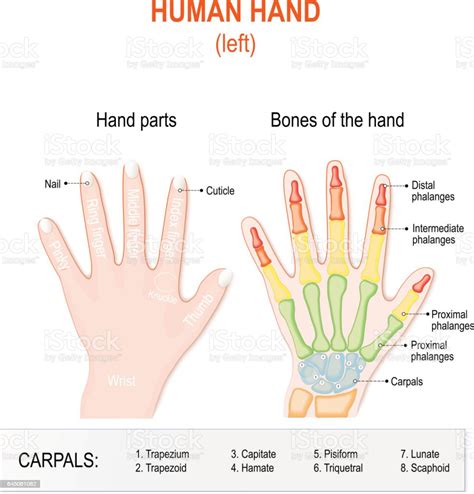 Human Hand Parts And Bones Stock Illustration Download Image Now Istock