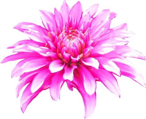 Pink Dahlia Flower Clipart Lge 12 Cm Wide Flower Clipart Clip Art