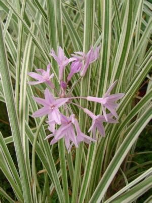 The sweet smelling large clusters of lavender flowers have notes of hyacinth and are good to use as a cut flower. TULBAGHIA violacea Variegated Society Garlic: Landcraft ...