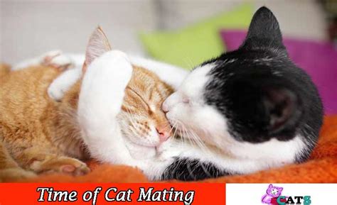 Cat Mating Season What Is The Time Of Cat Mating