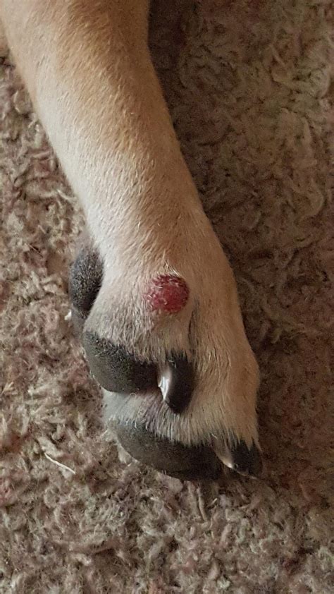 Why Are My Dogs White Paws Turning Red