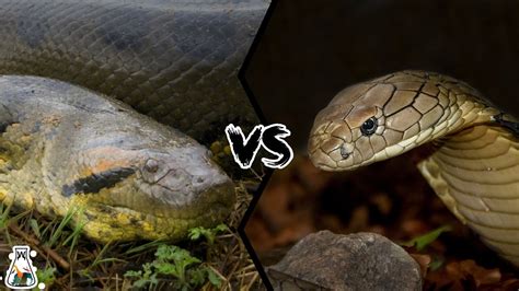 Anaconda Vs King Cobra Who Is The Real King Of The Snakes Youtube