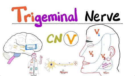 Trigeminal Nerve5th Cranial Nerve Cn V — Ophthalmic V1