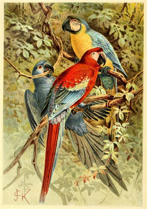Create With Tlc Free Vintage Bird Illustrations