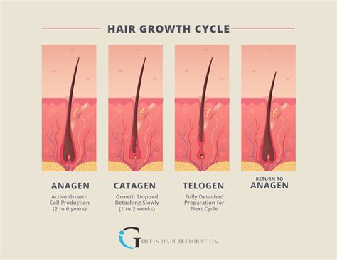 The Growth Cycle Of The Hair Hair Growth Cycle Eps10 Art Print