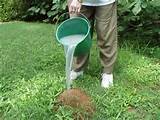 Photos of Home Remedies For Killing Ant Mounds