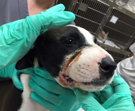 Some Vile Human Taped This Puppys Mouth Shut And Hasnt Been Found